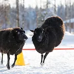 Maatilamatkailu Ilomaeki * Seinäjoki