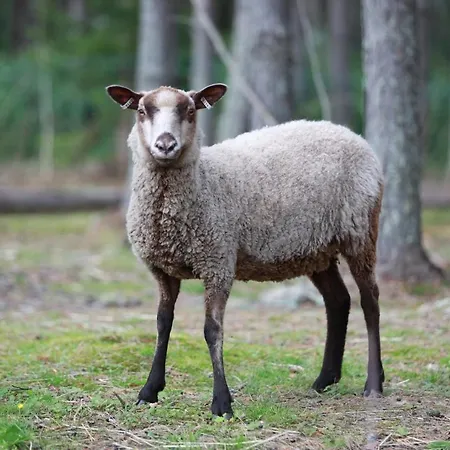 Maatilamatkailu Ilomaeki