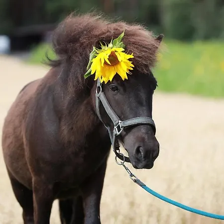 Maatilamatkailu Ilomaeki Farm stay Seinajoki