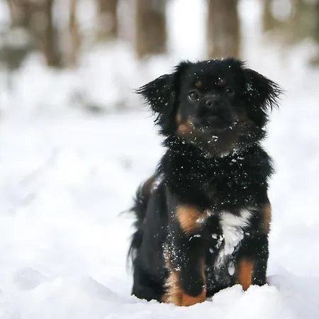 Maatilamatkailu Ilomaeki Farm stay