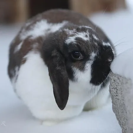 Κατάλυμα σε φάρμα Maatilamatkailu Ilomaeki *
