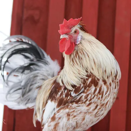 Maatilamatkailu Ilomaeki Κατάλυμα σε φάρμα *