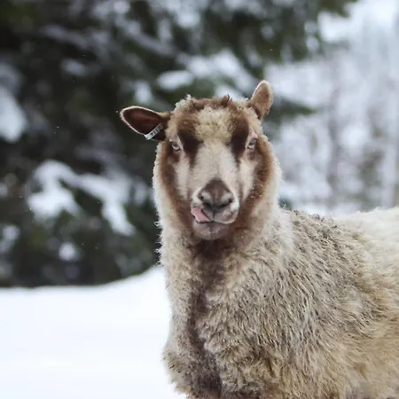Maatilamatkailu Ilomaeki *