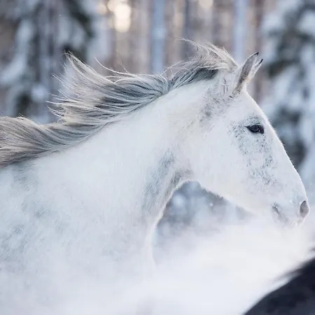 Maatilamatkailu Ilomaeki *