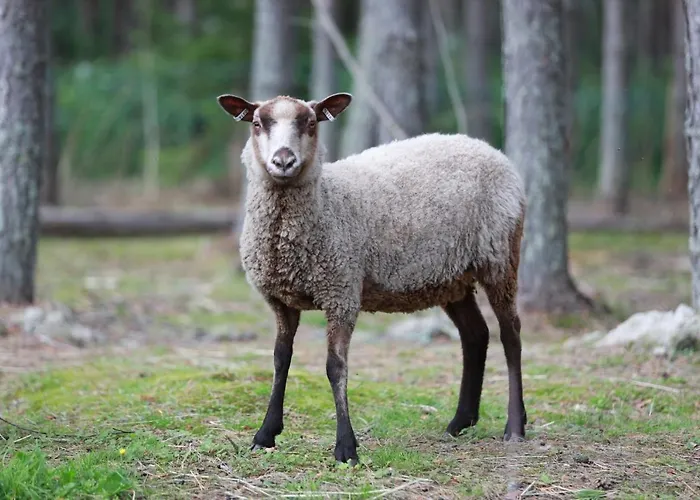 Maatilamatkailu Ilomaeki