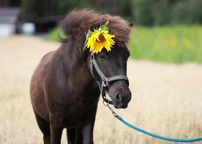 Maatilamatkailu Ilomaeki Séjour à la ferme Seinäjoki