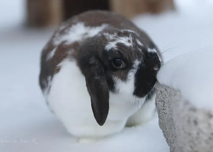 Séjour à la ferme Maatilamatkailu Ilomaeki *