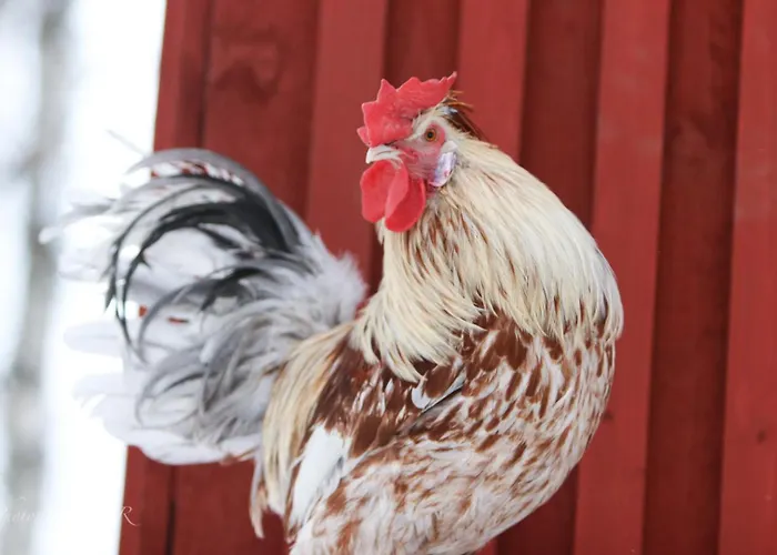 Maatilamatkailu Ilomaeki Séjour à la ferme *