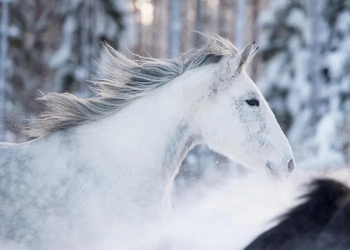 Maatilamatkailu Ilomaeki *