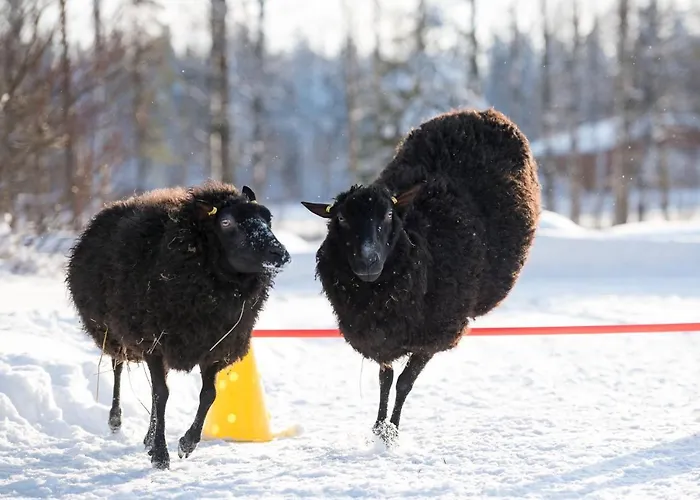 Maatilamatkailu Ilomaeki * Seinäjoki