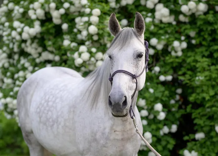 Maatilamatkailu Ilomaeki Seinäjoki